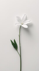 Fototapeta premium Clean White Blossoms with Stems Spread Across a White Surface for a Peaceful and Calm Aesthetic Floral Botanical Wallpaper Background