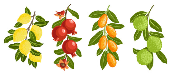 vector drawing garden tree branches with fruits, flowers and green leaves, lemon,pomegranate, bergamot,and kumquat isolated at white background, hand drawn illustration