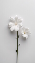 Obraz premium Elegant White Small Flowers with Stems Spread Across a Clean White Surface for a Pure and Serene Composition Floral Botanical Wallpaper Background