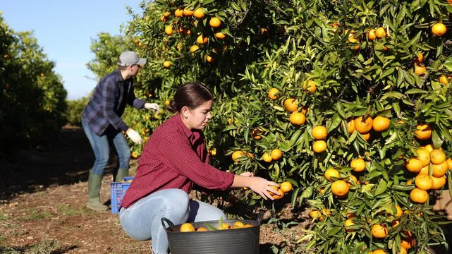  Positive female farmer picking carefully ripe mandarins on plantation