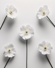 Obraz premium Fresh White Small Flowers with Stems Laid on a Smooth White Surface for a Natural and Simple Presentation Floral Botanical Wallpaper Background