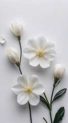 Obraz premium Graceful White Tiny Flowers with Stems Neatly Arranged on a Clean White Surface for a Peaceful Natural Look Floral Botanical Wallpaper Background