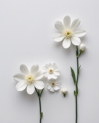 Obraz premium Pure and Fresh White Small Blossoms with Stems Arranged on a Spotless White Surface Evoking a Calm Tranquil Vibe Floral Botanical Wallpaper Background