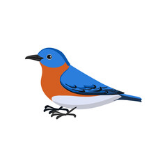 vector drawing bird, eastern bluebird , hand drawn Sialia sialis, isolated nature design element