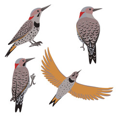 vector drawing bird, northern flicker, Colaptes auratus, hand drawn , isolated nature design element