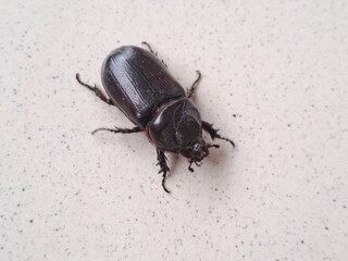 Black Rhino Beetle on the floor – Exotic Insect Macro