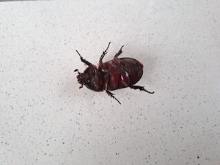Black Rhino Beetle on the floor – Exotic Insect Macro
