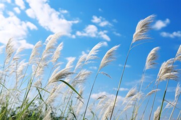Obraz premium Green grass sky outdoors nature.