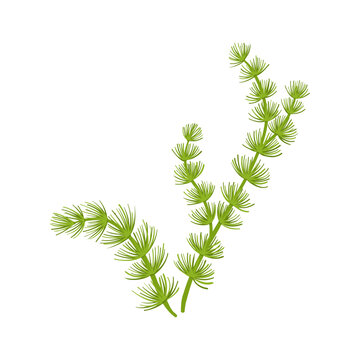 vector drawing green seaweed,coontails , hornworts, isolated at white background, hand drawn illustration
