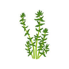 vector drawing green waterweed, elodea, isolated at white background, hand drawn illustration