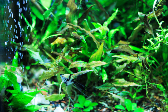 Angel fish staring at rising air bubbles in a corner of densely planted tropical aquarium