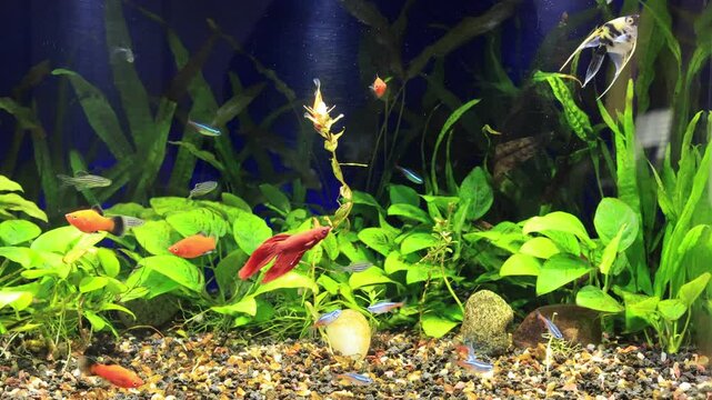 Active Betta, gracious Angelfish, striking neon tetras, red wag platies and fast zebra danio in a densely planted tropical aquarium