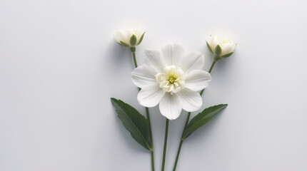Fototapeta premium Fresh White Flowers with Stems Neatly Spread Across a Crisp White Background for a Minimalist and Elegant Look Floral Botanical Wallpaper Background