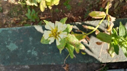 Beautiful white Zinnia Flower in Bloom – Macro Photography. Close-Up of a Fresh white Zinnia Flower with Petal Details. Elegant white Zinnia Flower Isolated in Nature. Bright white Zinnia Blossom