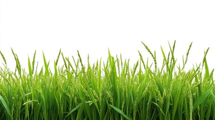 Obraz premium A field of green rice plants with a white background