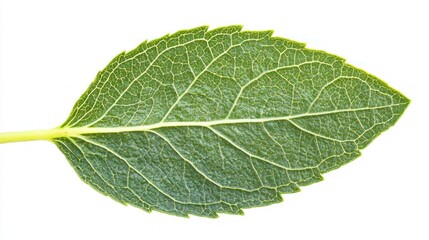 Obraz premium Green leaf detail, isolated on white, nature background, botanical illustration