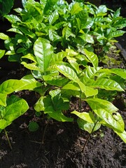 Close-up of vibrant green coffee plant seedlings in rich soil.