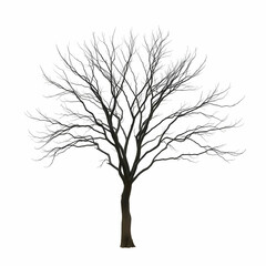 Obraz premium A Leafless tree isolated on the white background