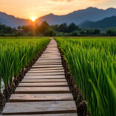 Fototapeta premium A serene wooden pathway through lush green rice fields leads to a sunset backdrop with mountains in the distance, creating a tranquil landscape.