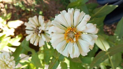 Beautiful white Zinnia Flower in Bloom – Macro Photography. Close-Up of a Fresh white Zinnia Flower with Petal Details. Elegant white Zinnia Flower Isolated in Nature. Bright white Zinnia Blossom