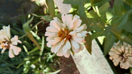 Beautiful white Zinnia Flower in Bloom – Macro Photography. Close-Up of a Fresh white Zinnia Flower with Petal Details. Elegant white Zinnia Flower Isolated in Nature. Bright white Zinnia Blossom