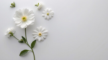 Soft White Flowers with Stems Neatly Placed on a Clean White Surface for a Minimalist and Peaceful Arrangement Floral Botanical Wallpaper Background