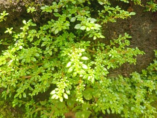 Obraz premium green moss background