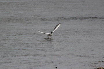 seagull on the river