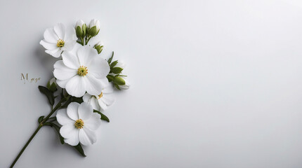 White Flowers with Stems Spread Across a Clean White Surface Creating a Subtle and Timeless Arrangement Floral Botanical Wallpaper Background