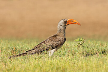 A Bradfields hornbill (Lophoceros bradfieldi) perched on the ground, Chobe National Park, Botswana.