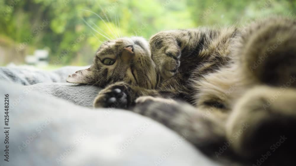 Poster lazy tabby cat lying down the comfy couch. selective focus shot