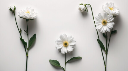Delicate White Small Flowers with Stems Neatly Laid on a Clean White Surface for a Tranquil and Calm Look Floral Botanical Wallpaper Background