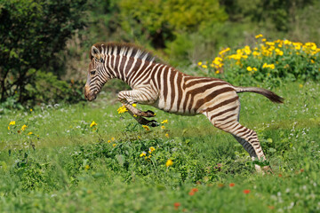 A plains zebra (Equus burchelli) foal running in natural habitat, Madikwe game reserve, South...