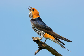 A lesser striped swallow (Cecropis abyssinica) perched on a branch, South Africa.