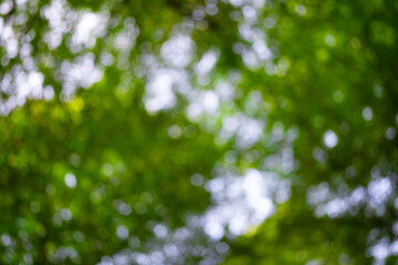Forest background. Green leaf backdrop. Nature leaf background. Green leaf forest greenery background. Green in forest. Green plants backdrop. Nature leaf on greenery blurred.