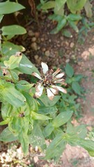 Beautiful white Zinnia Flower in Bloom – Macro Photography. Close-Up of a Fresh white Zinnia Flower with Petal Details. Elegant white Zinnia Flower Isolated in Nature. Bright white Zinnia Blossom