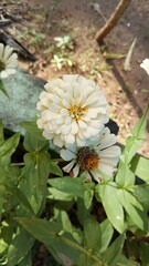 Beautiful white Zinnia Flower in Bloom – Macro Photography. Close-Up of a Fresh white Zinnia Flower with Petal Details. Elegant white Zinnia Flower Isolated in Nature. Bright white Zinnia Blossom