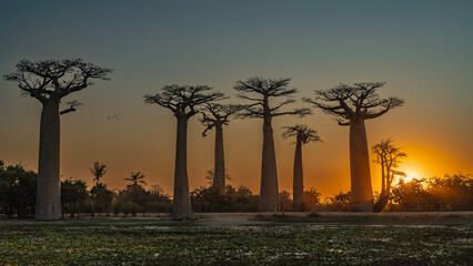 Sunset on the alley of baobabs. The blue sky is highlighted with orange near the horizon. The sun...