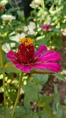 Beautiful pink Zinnia Flower in Bloom – Macro Photography. Close-Up of a Fresh pink Zinnia Flower with Petal Details. Elegant pink Zinnia Flower Isolated in Nature. Bright pink Zinnia Blossom