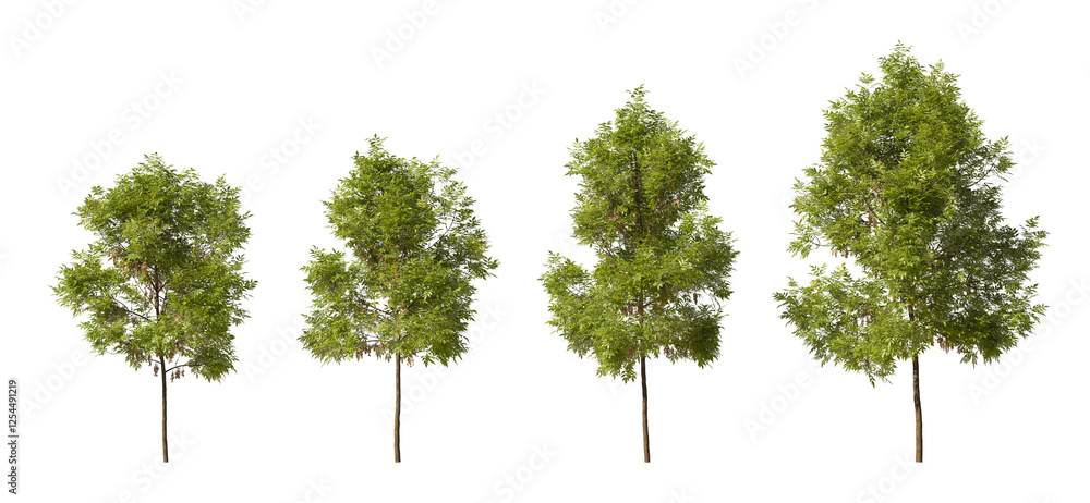 Aufkleber realistic greenery forest trees on transparent backgrounds. 3d rendering. png format