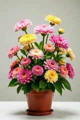 Fototapeta premium Chrysanthemum flower arrangement in a garden planter, flowers, chrysanthemums