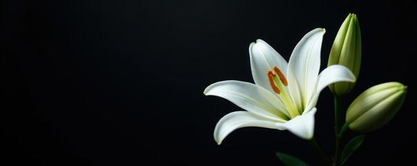 Elegant white lily blooms on dark sleek background, elegance white lily, simplicity