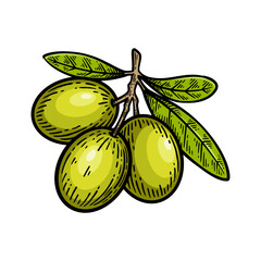 Hand drawn olive. Olive line art vector illustration