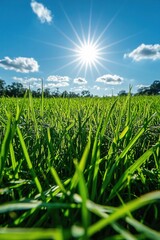Obraz premium Bright sunlight over green grass field with blue sky and white clouds in a sunny day