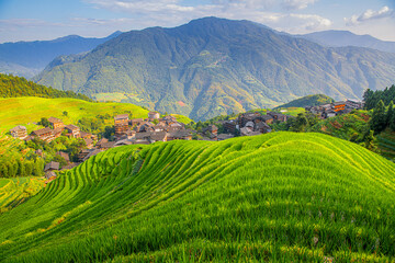 Longji rice terraces during summertime, Guilin, China, green color of the terraces