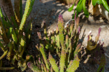 Close-up photo of a green and purple Opuntia monacantha cactus