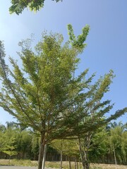 close up of trees, green trees. green trees with blue sky. golden ketapang tree or pohon ketapang kencana. trees as yard shade.