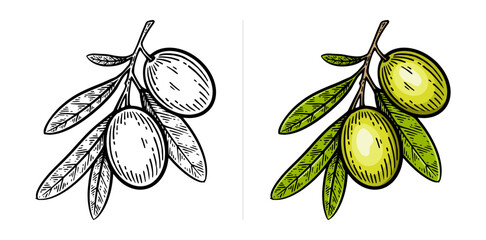 Hand drawn olive. Olive line art vector illustration