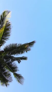 Palm leaves sway gently in warm tropical breeze against blue sky. Exotic vertical background for text, copy space for travel concept. Vacatiom mood motion.