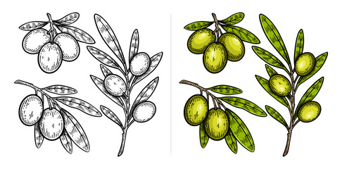 Set of hand drawn olive. Olive illustration collection
